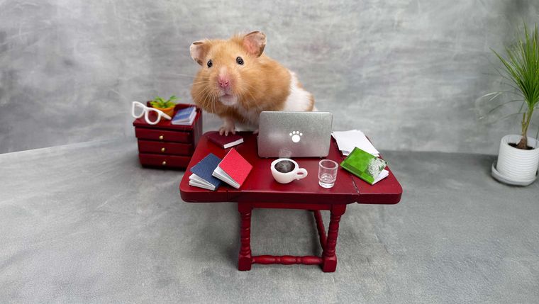 Hamster sitting behind a hamster-sized desk
